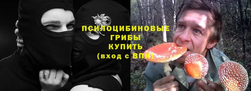 Псилоцибиновые грибы Psilocybine cubensis  Усть-Лабинск 